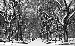 Snowstorm : 2021 : New York : Personal Photo Projects : Photos : Richard Moore : Photographer